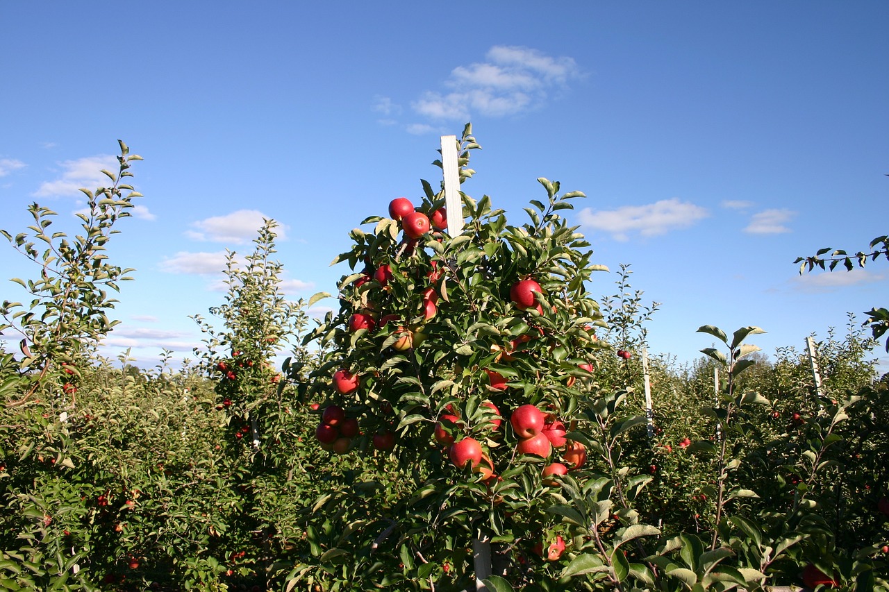 Creating and Maintaining an Organic Orchard